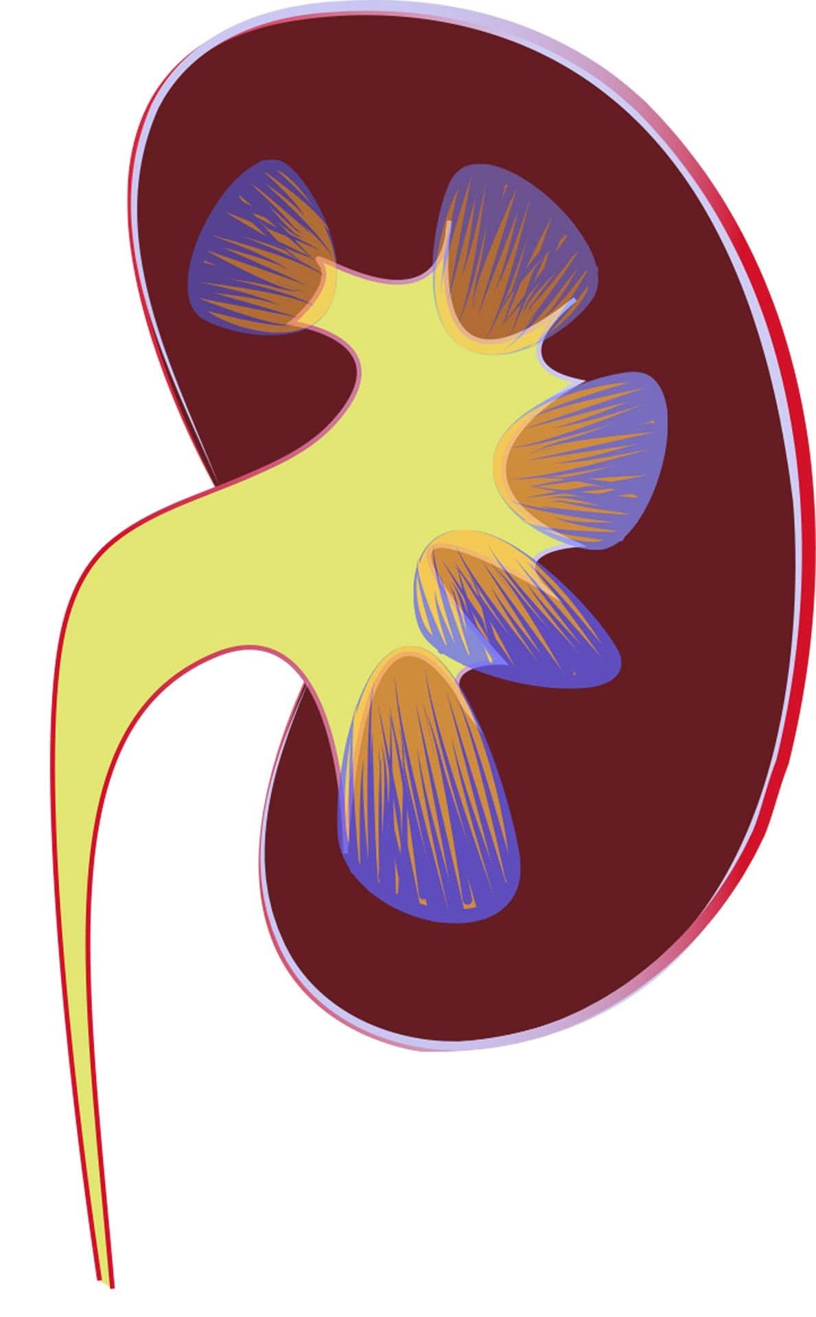 Forbid me, but dont do this to your kidney! 10 habits to stop