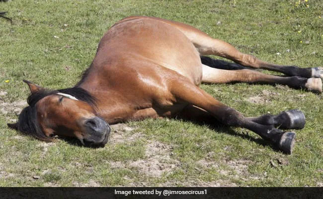 Trending on the internet! Horse  feigns sleep to avoid work