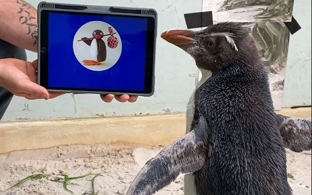 Pierre, an iPad savvy Penguin in Perth Zoo, loves watching Pingu. Watch video