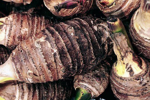 Add arbi or taro root to your diet for these multiple benefits