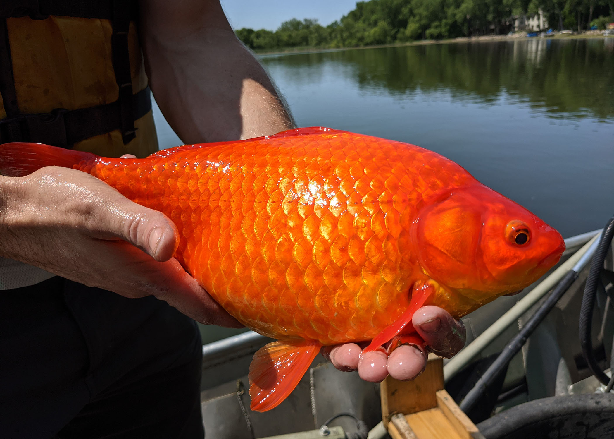 Goldfish more than 1 foot in size discovered in Minnesota; warning issued