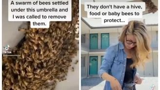 No gloves, no problem: Woman removes swarm of bees with bare hands