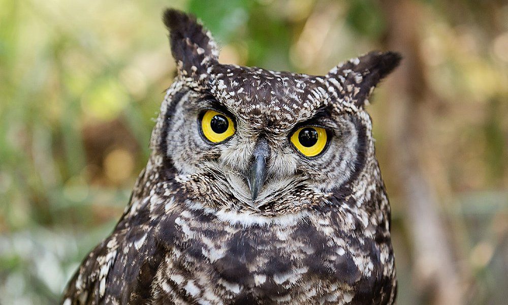 Why owl photos flood the internet ahead of a Super Bowl