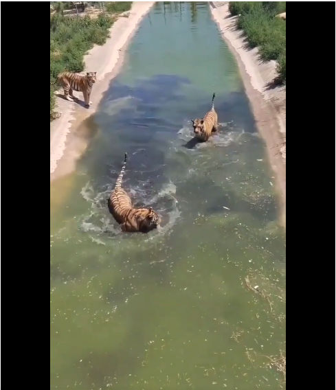 3 hungry tigers go after a duck in lake, see who gets it