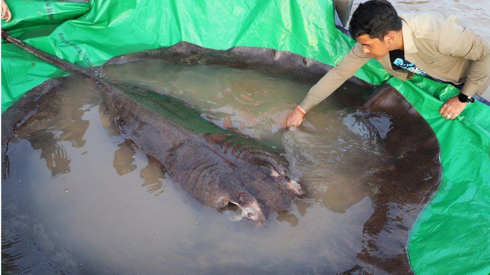 World’s largest recorded freshwater fish, a 660-pound stingray, caught in Cambodia. See pics