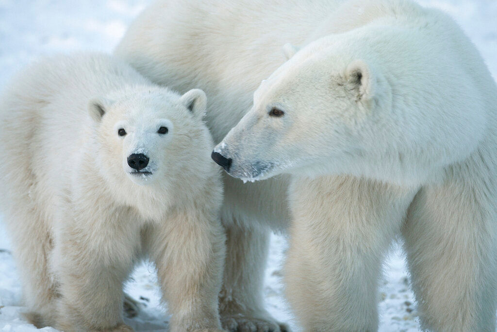 How warming affects Arctic sea ice, polar bears