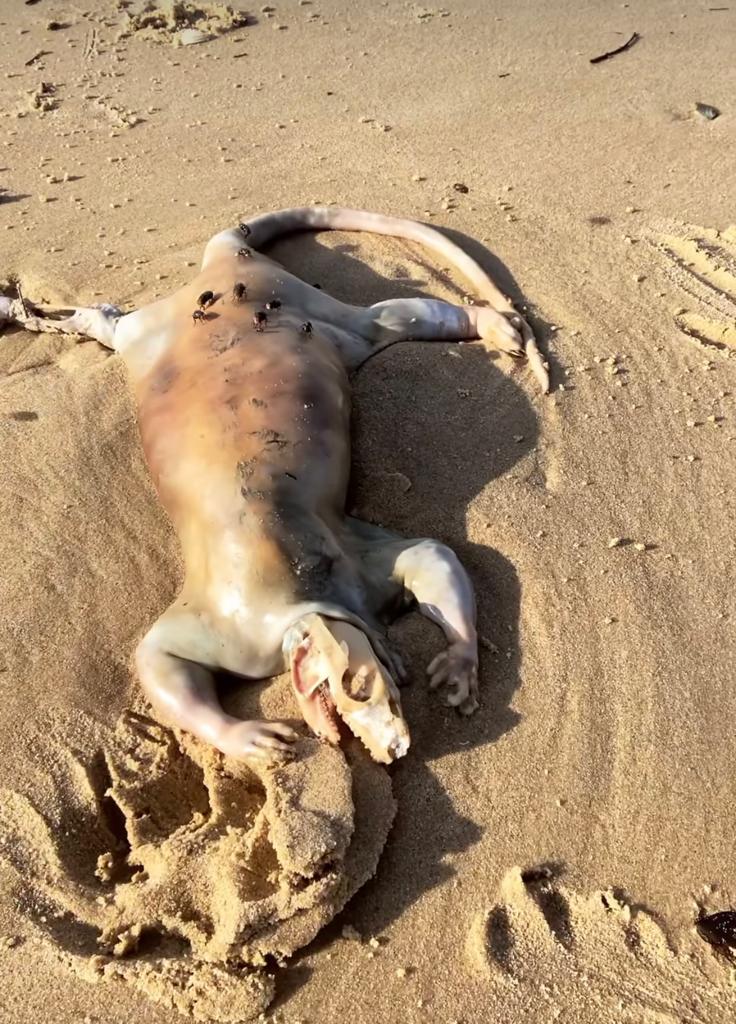 Watch: Mysterious creature found in Queensland, video goes viral