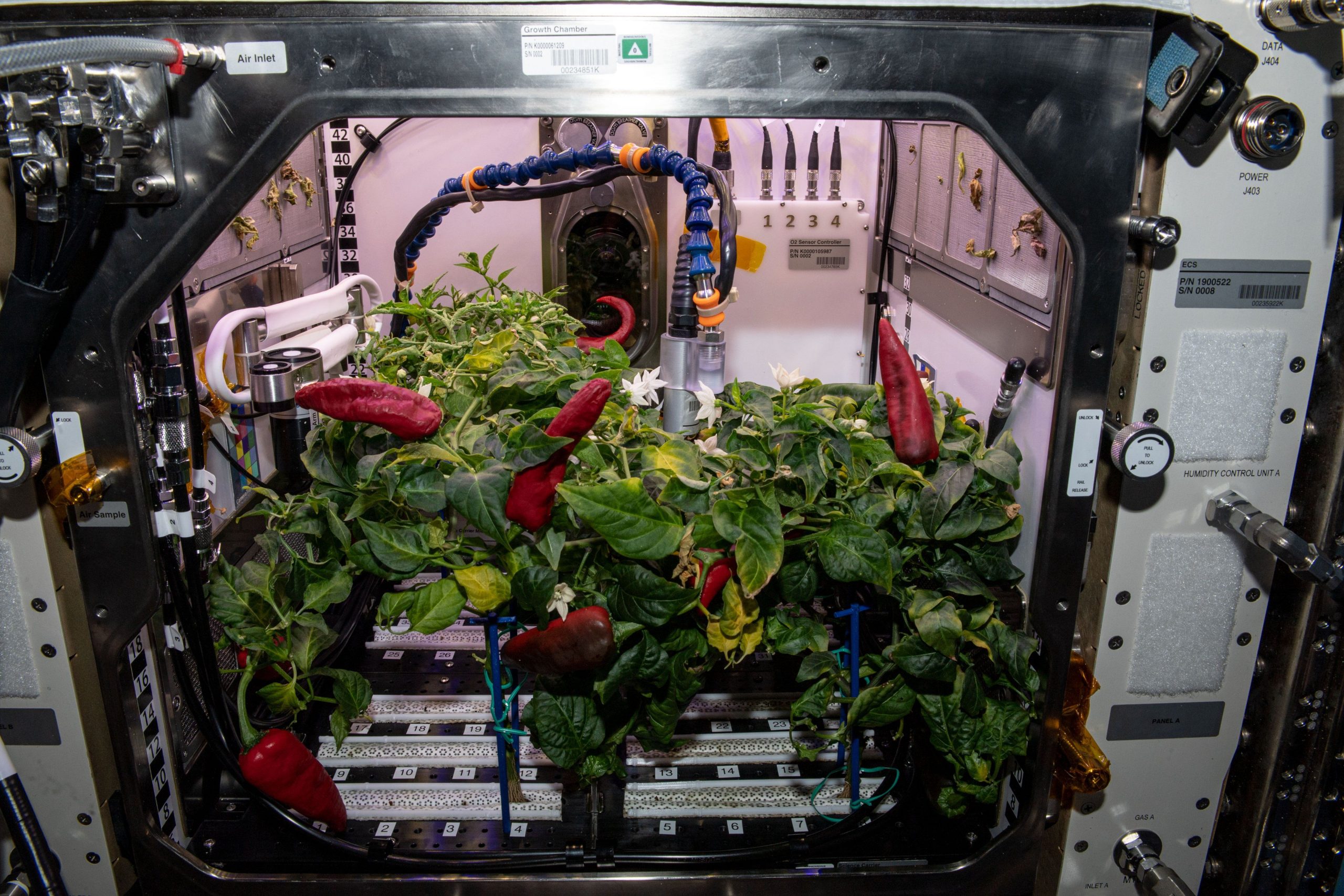 Astronauts turn farmers, harvest second batch of chilly in zero gravity