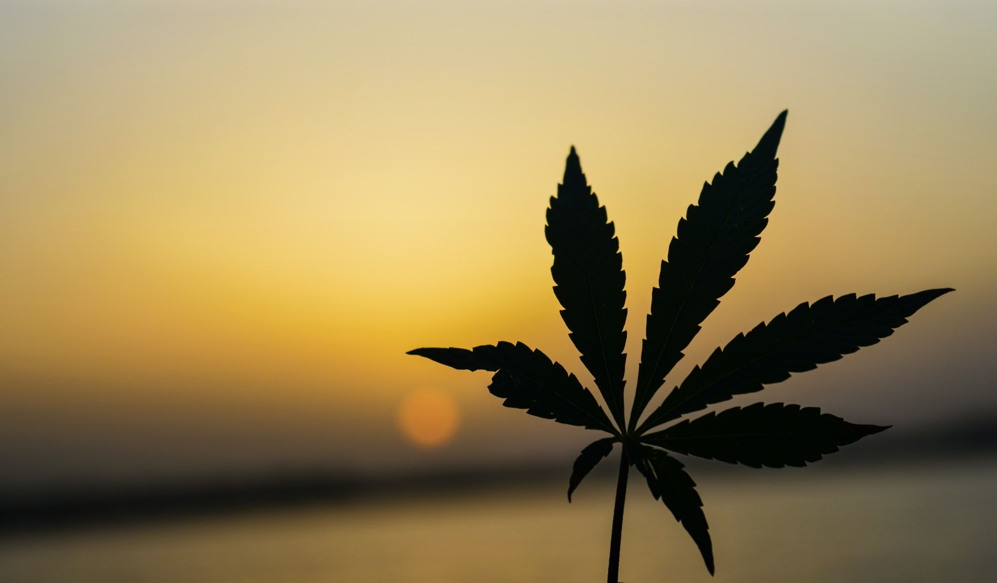 New Jersey, Arizona approve recreational use of marijuana