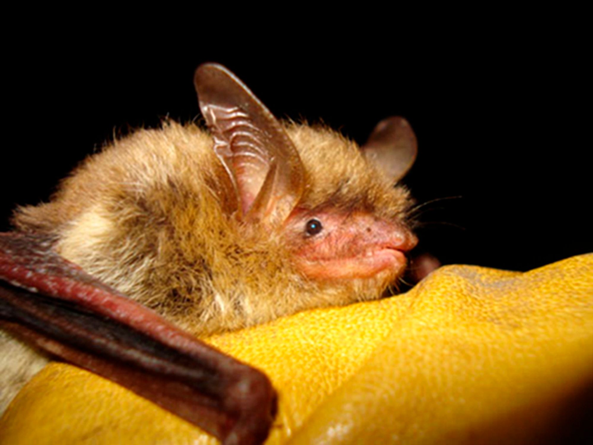 What is Northern long-eared bat? The species proposed for endangered listing