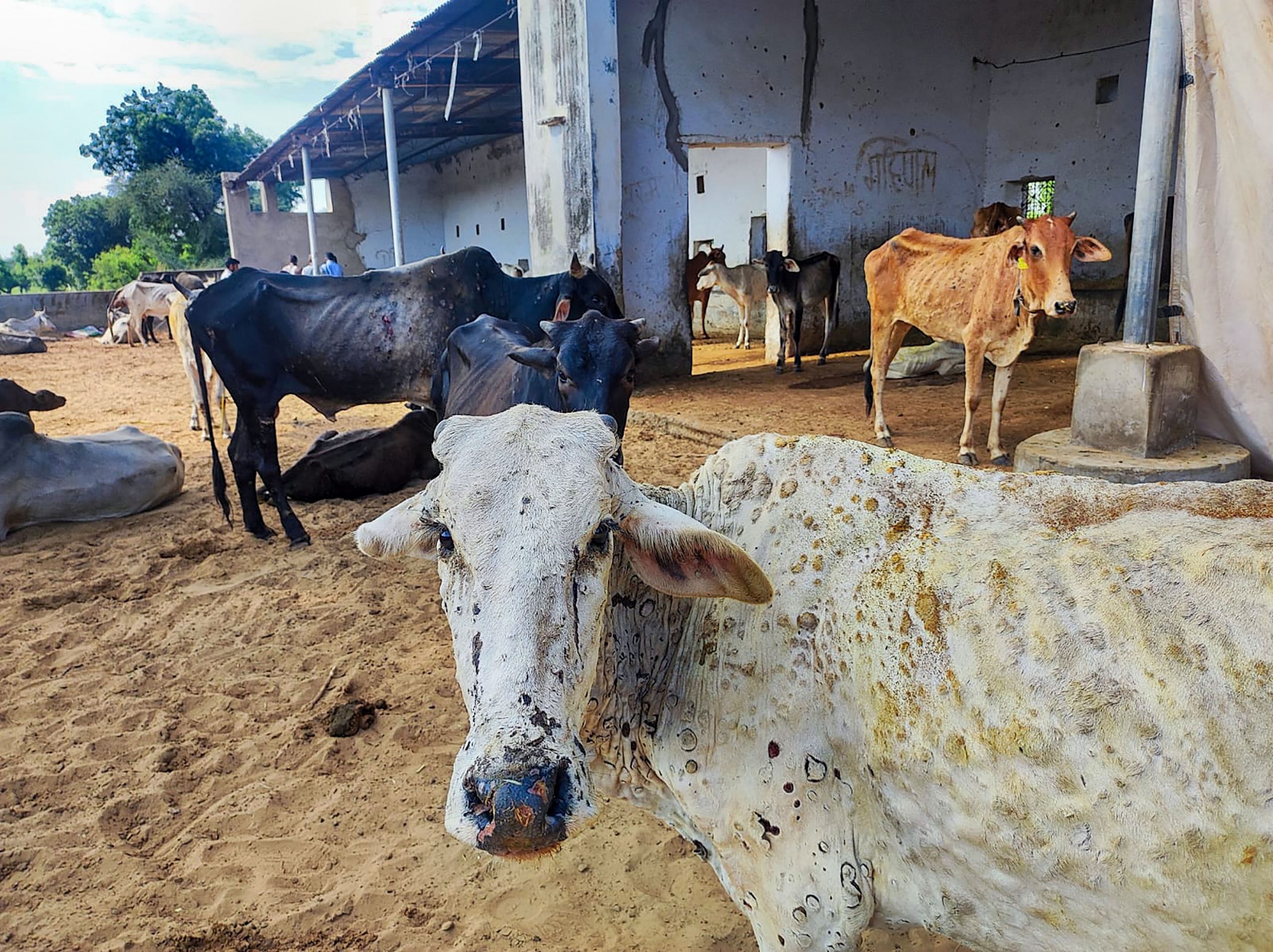 How does lumpy skin disease spread in cattle?