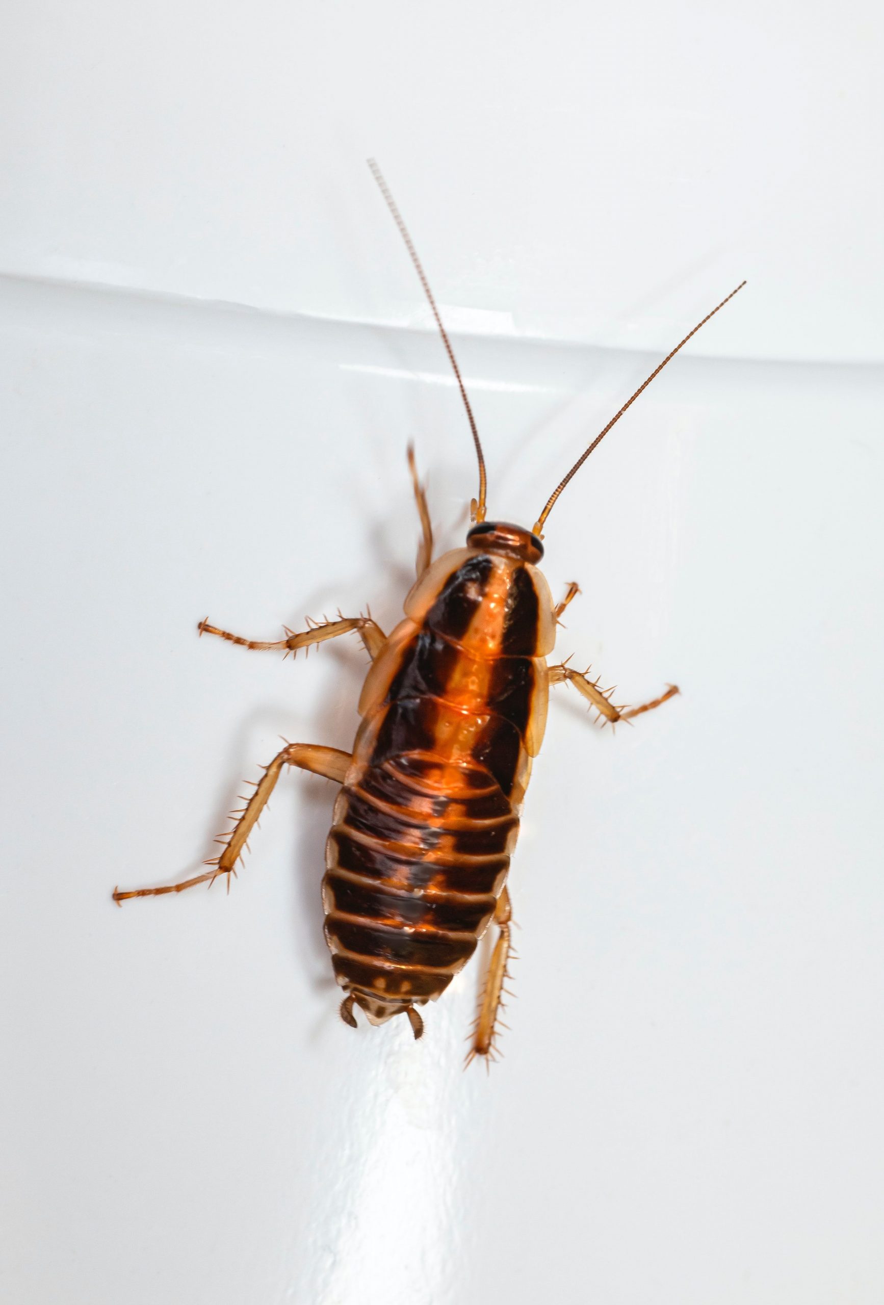 New Zealand man gets cockroach extracted from his ear, leaves doctor confused