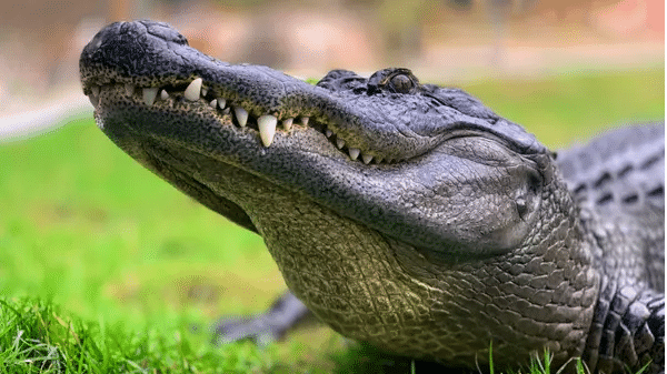 Watch: Alligator’s ‘mating dance’ captured by Florida woman amazes internet