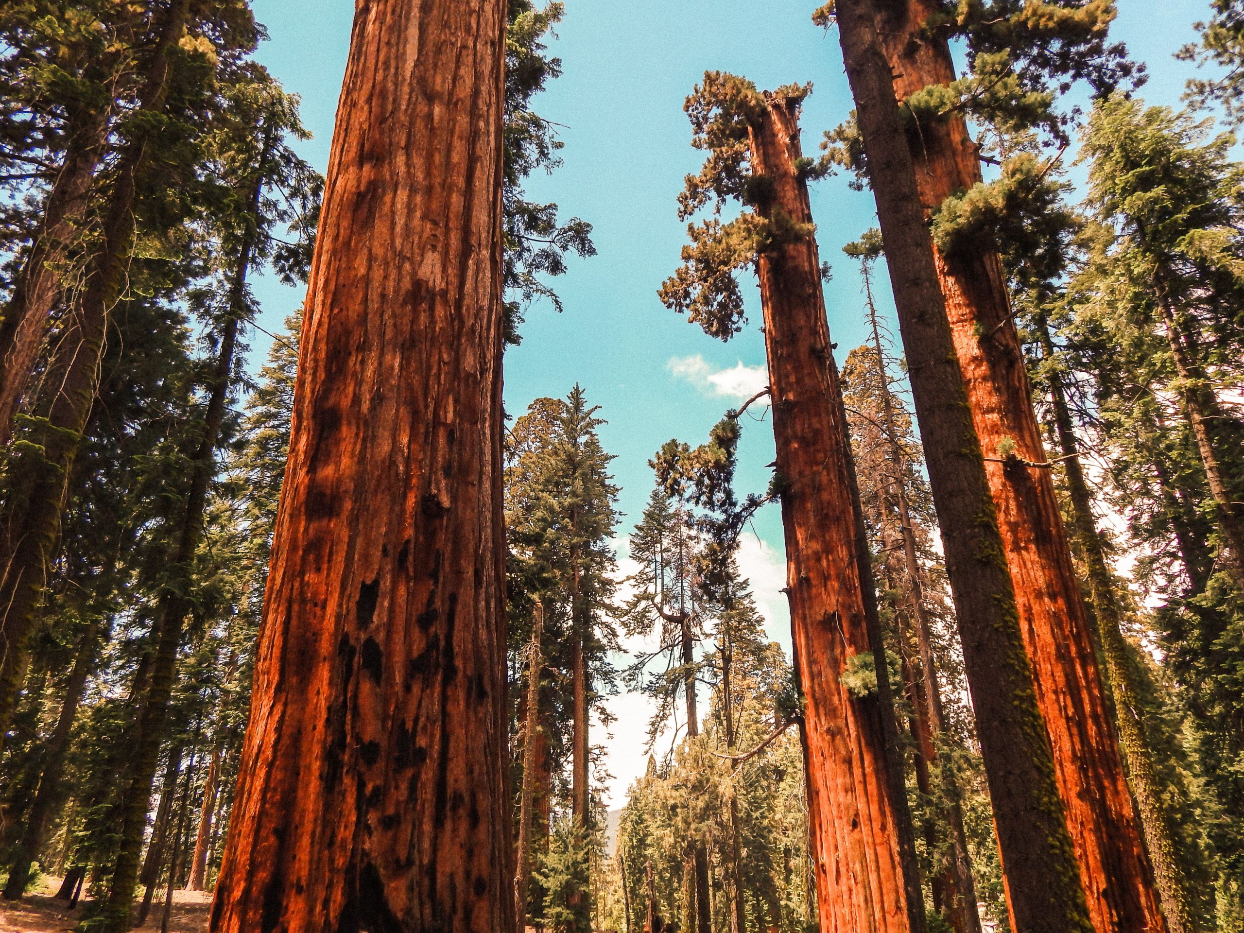 US takes emergency action to save giant sequoias from wildfires
