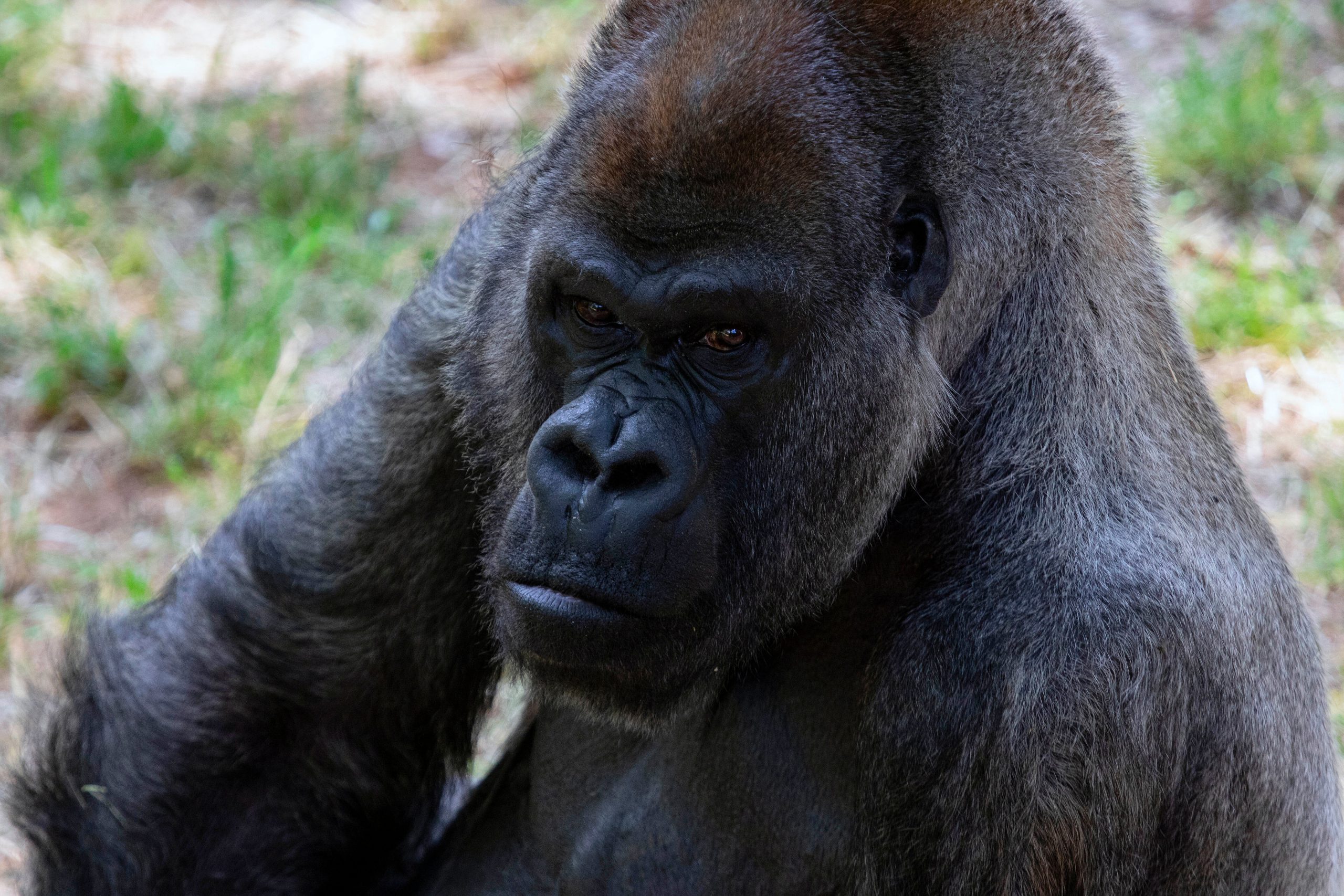 Ozzie, world’s oldest male gorilla, dies at Atlanta zoo aged 61
