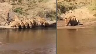 Lion drinks water away from pride, why? Questions Anand Mahindra | Watch