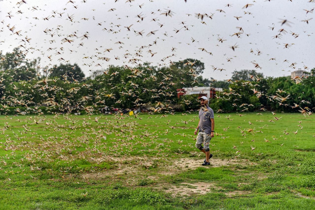 Swarms of locusts reach Gurugram