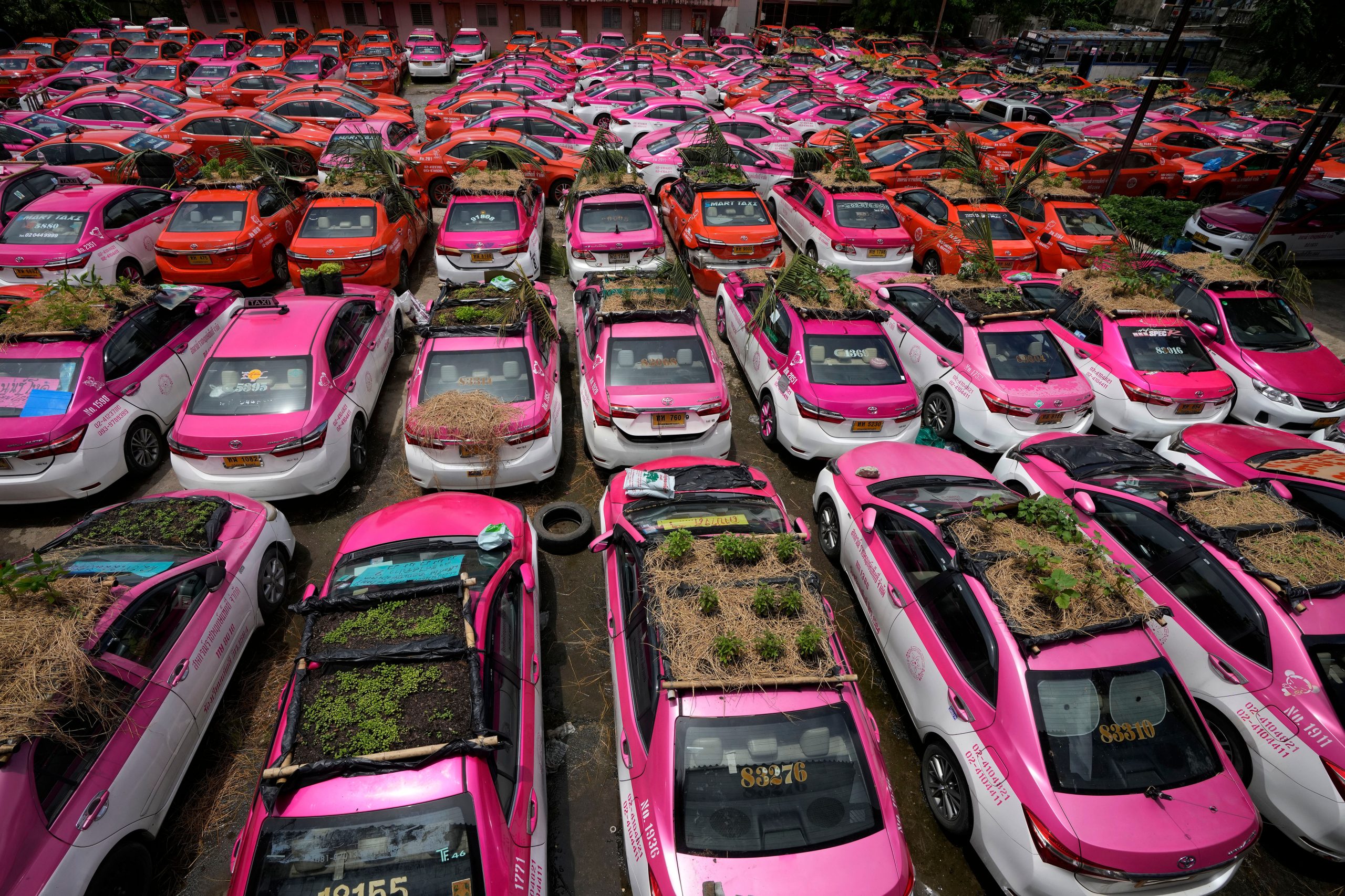 In pics: Thailand taxi workers turn idled cabs into roof-top gardens