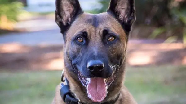 Who was Frankie, State-police K9 shot and killed during Fitchburg standoff?