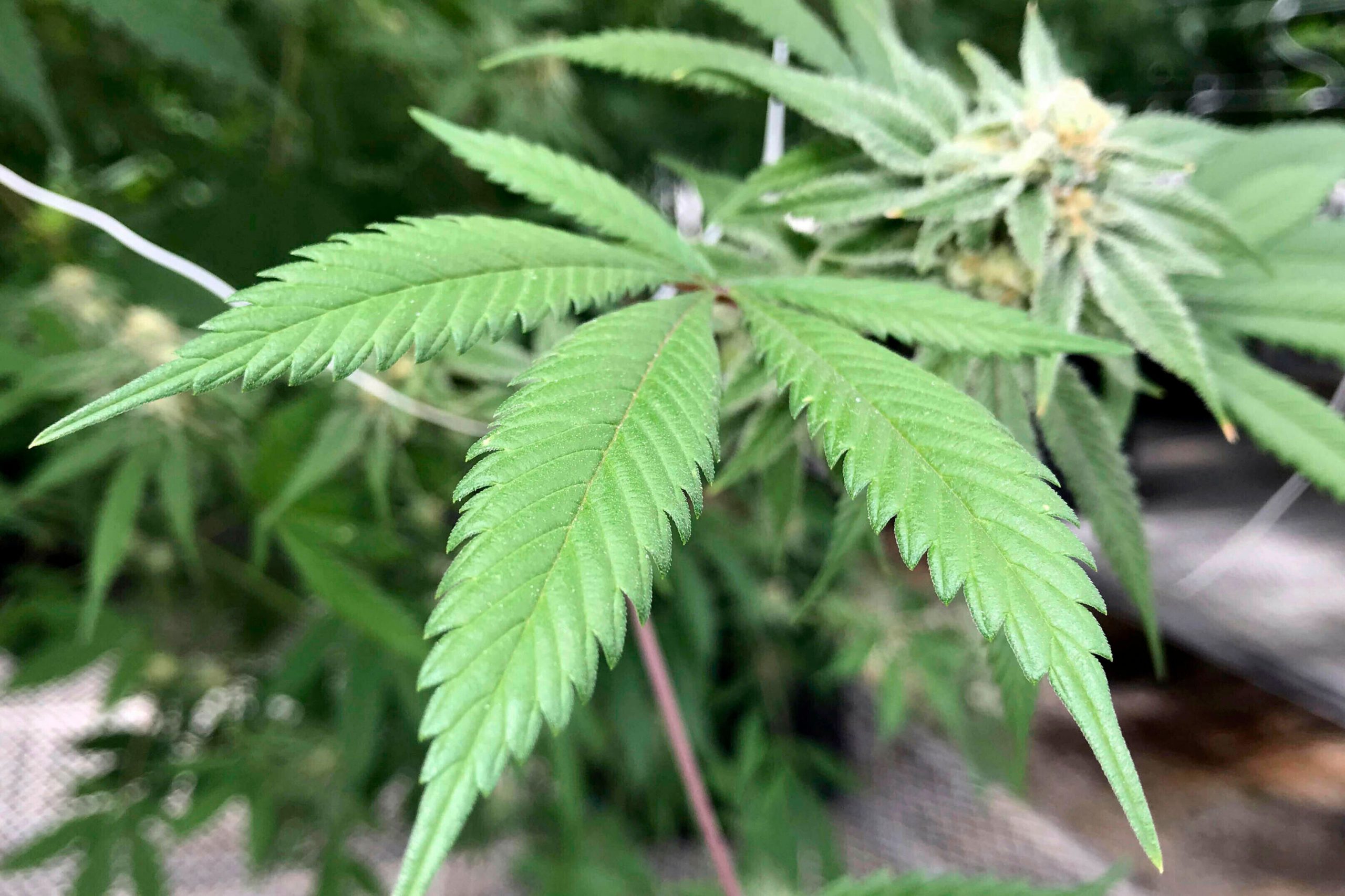 Marijuana bill gives rise to fears of illegal water usage in New Mexico