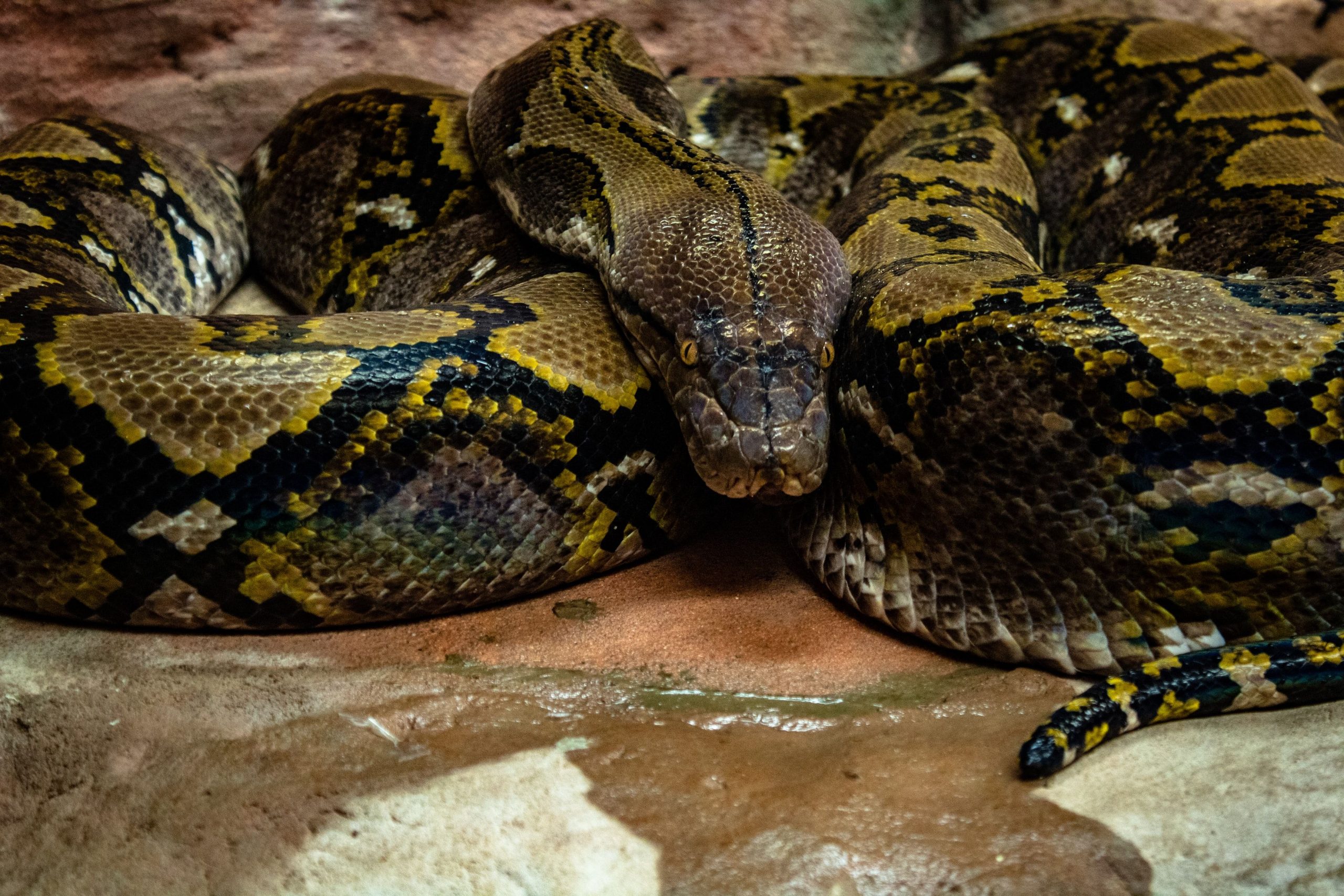 Rest after meal: Huge python that swallowed prey, found under car in Australia
