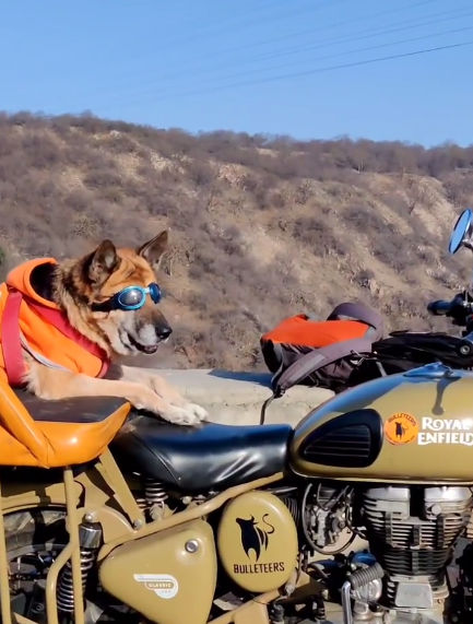 Who is Maggie, the German Shepherd on an all-India road trip