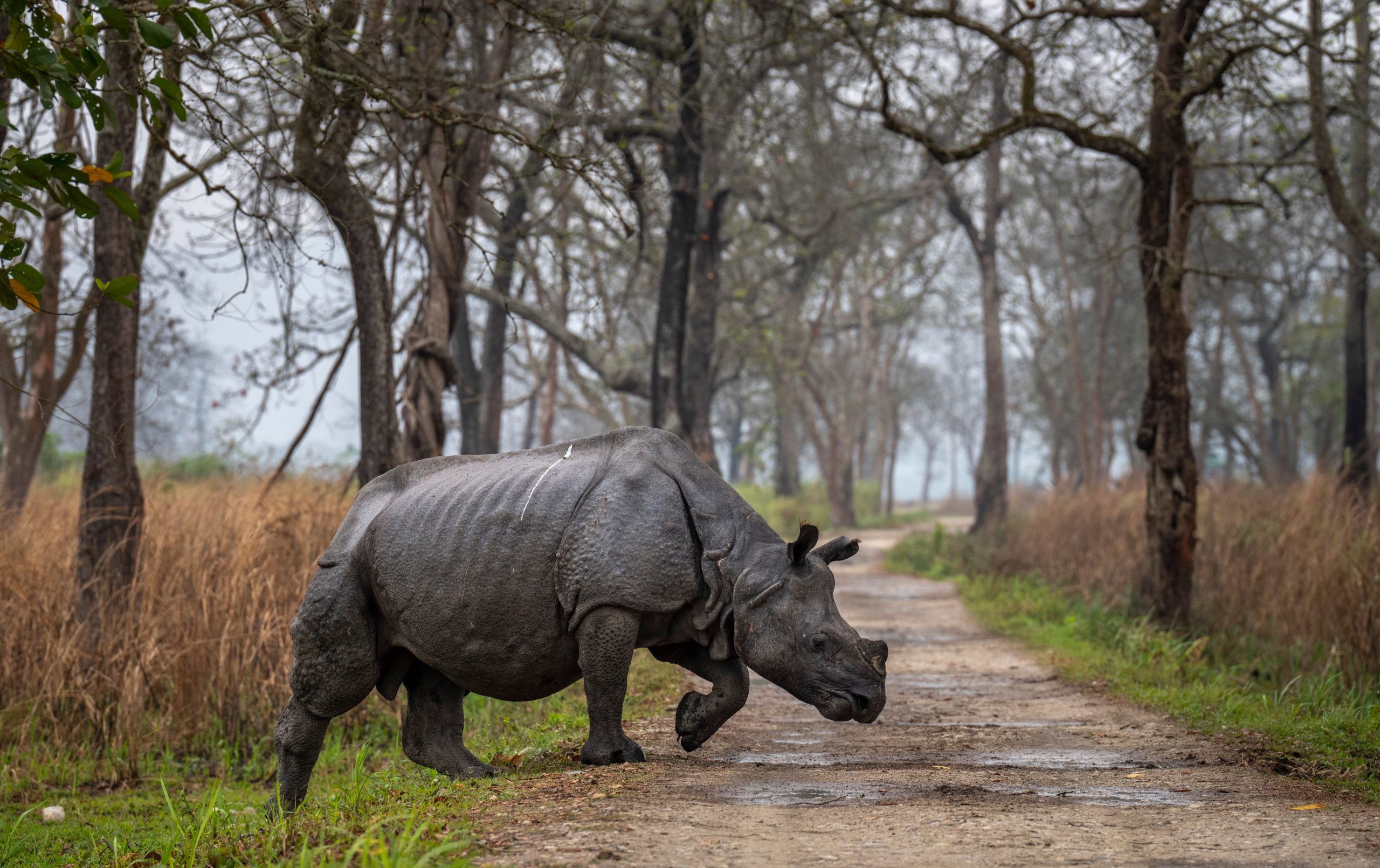 Kaziranga springs back to life as rhino population spikes by 200