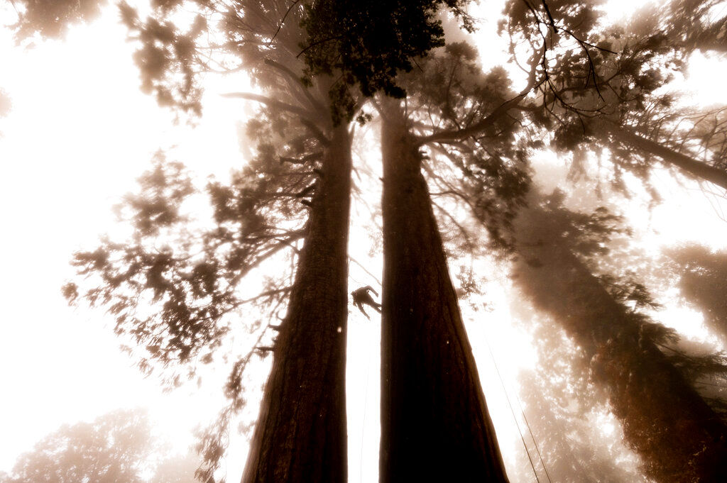All about the giant sequoia, the ‘Super Tree’ built to resist fire