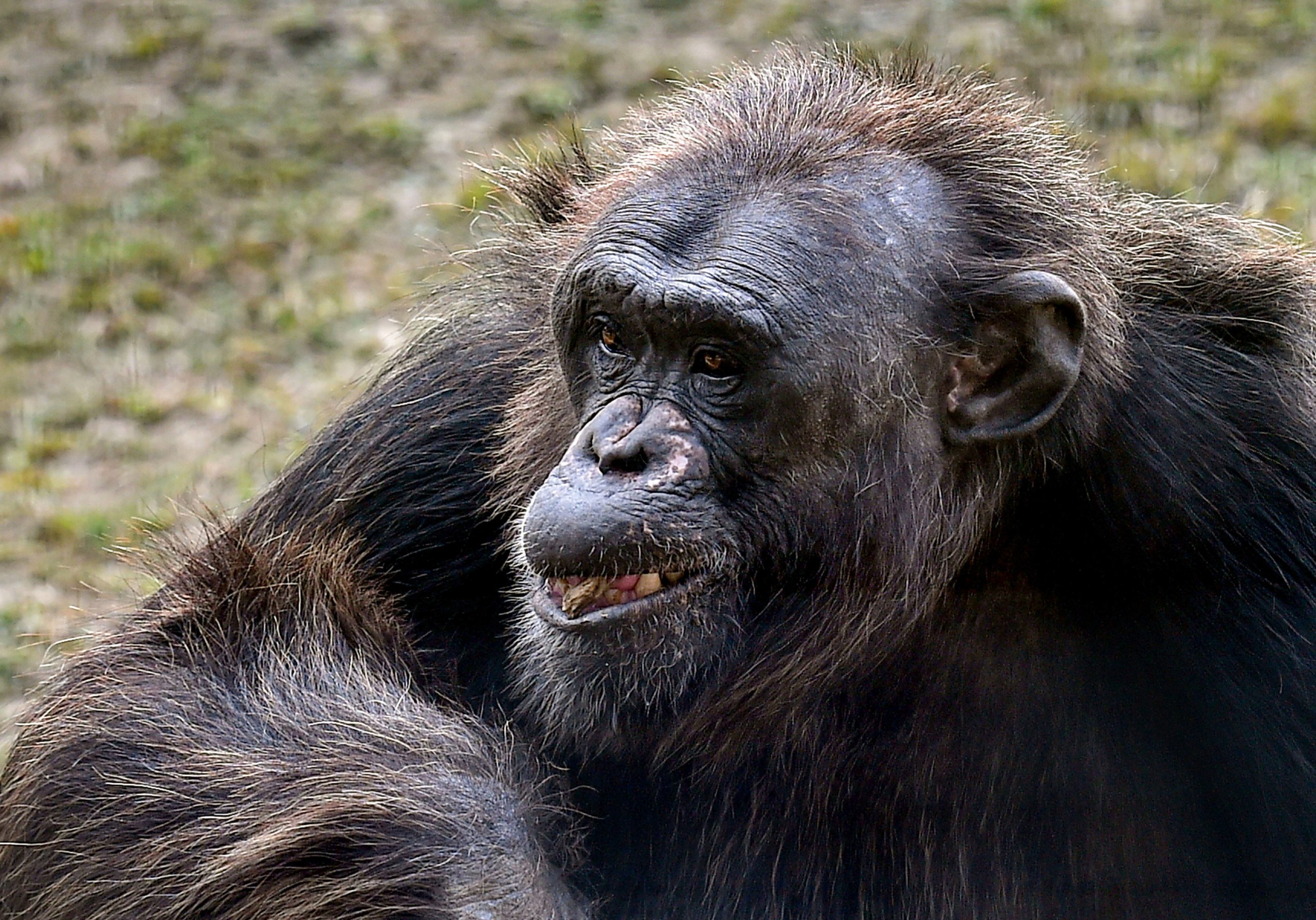 Zoo bans woman after she confesses to her ‘affair’ with chimpanzee