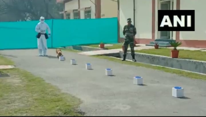 Indian Army dogs undergo training to detect COVID-19 from urine, sweat samples | Watch