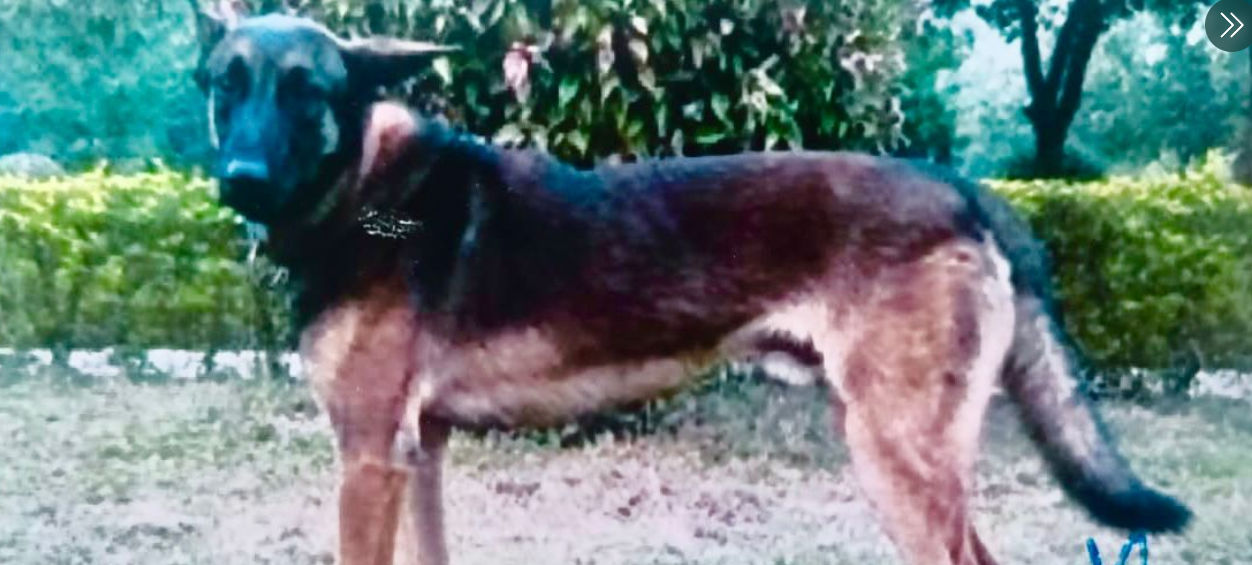Who was Axel, Indian Army dog killed in anti-militant operation in Kashmir?