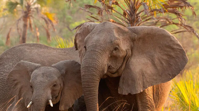 Poaching and civil war led to evolution of tuskless elephants: Researchers
