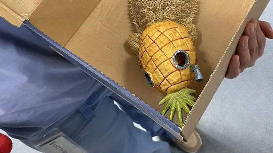 A bearded pet dragon gets stuck in a SpongeBob SquarePants toy, see photos