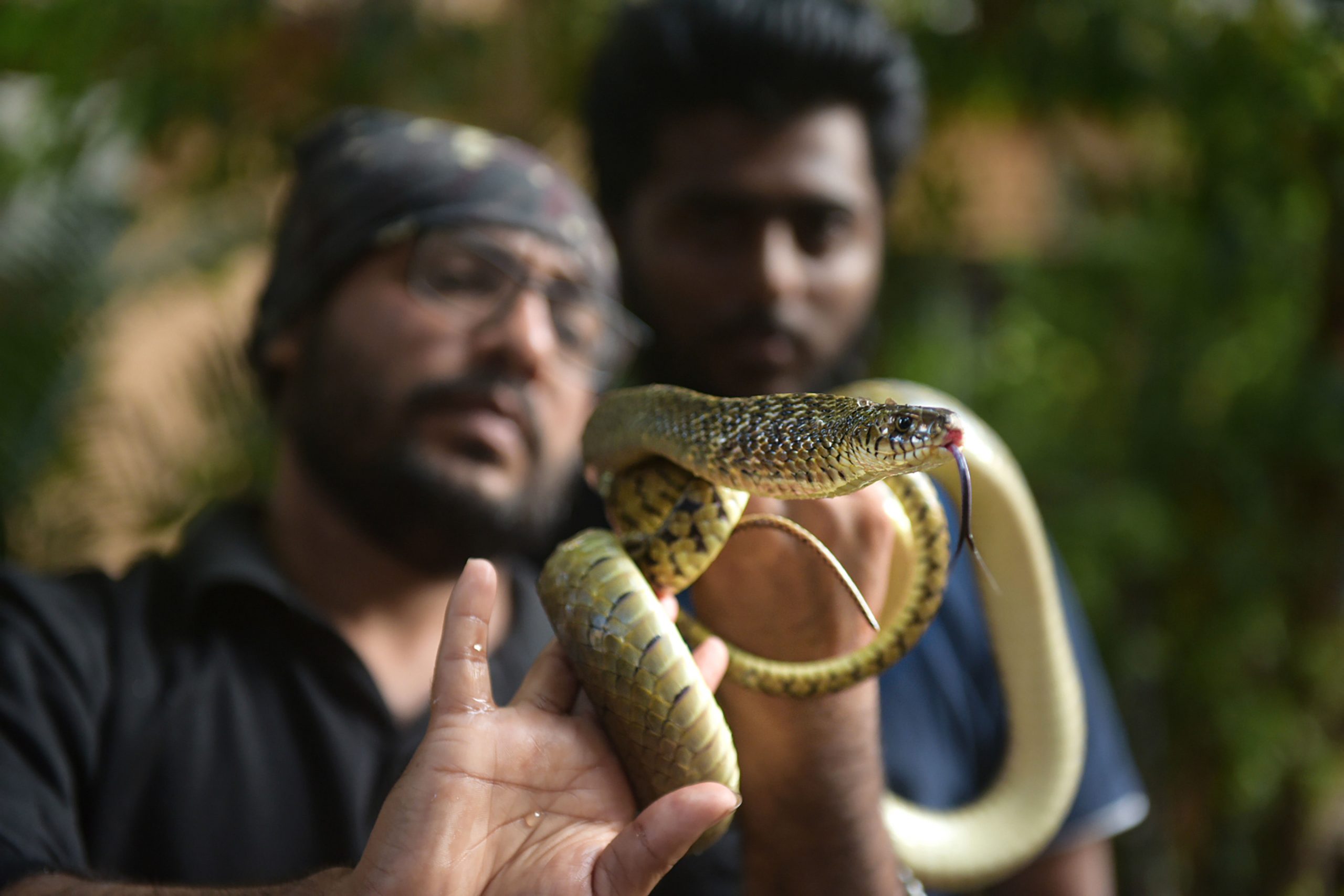 Watch: Man catches 14-feet King Cobra with his bare hands