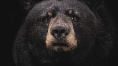 Man harassed for days by bear in Alaska, rescued by passing chopper
