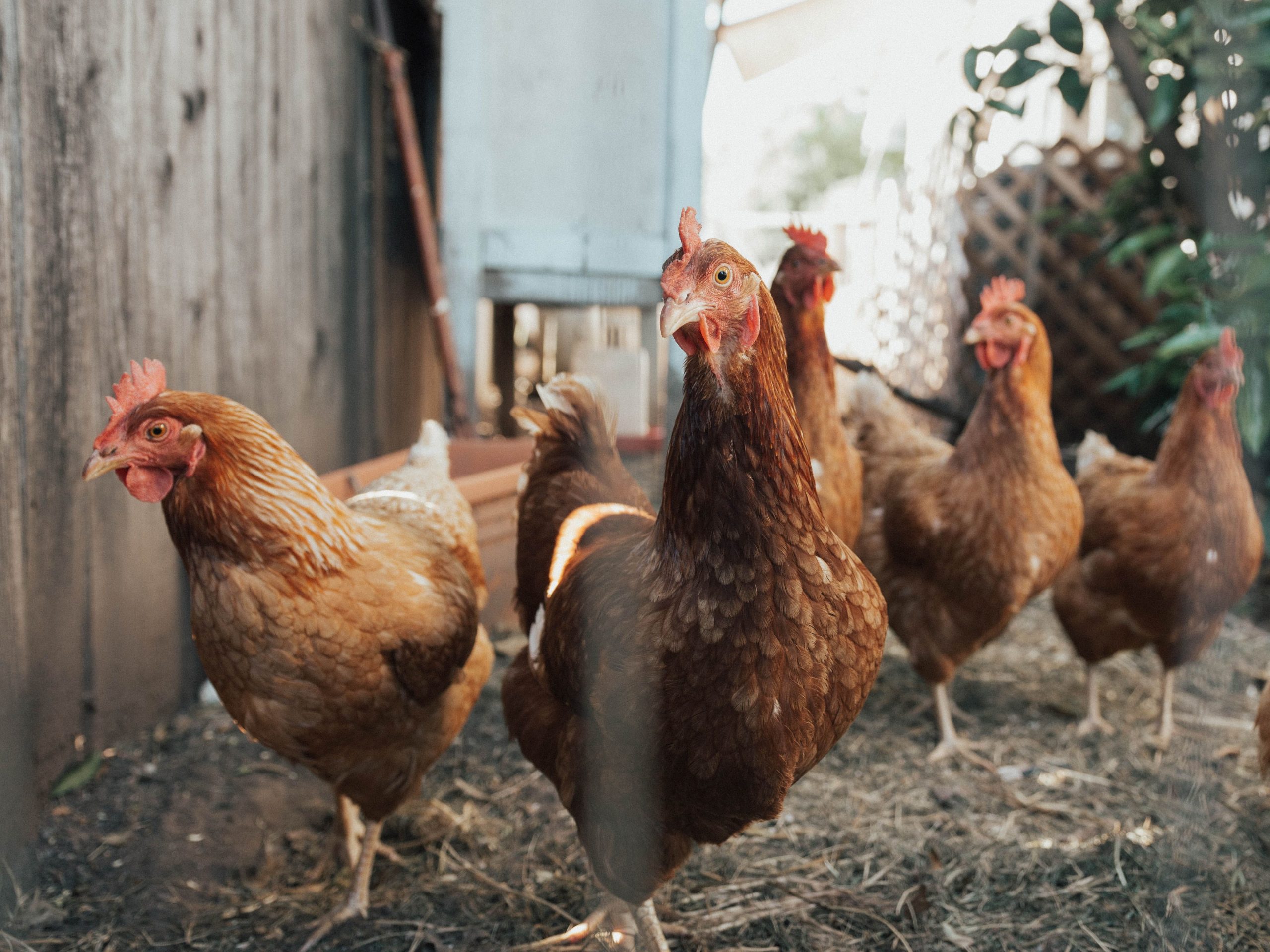 What is H3N8, avian flu strain found in humans?