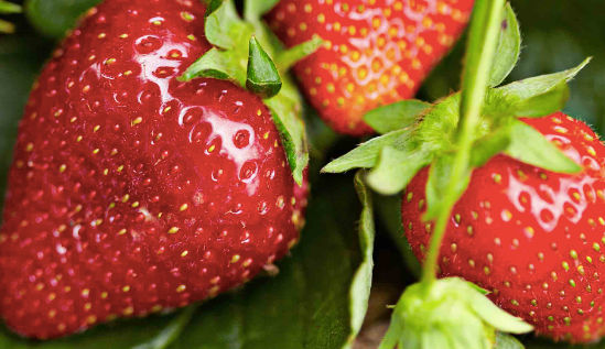 List of retailers with strawberries linked to hepatitis A