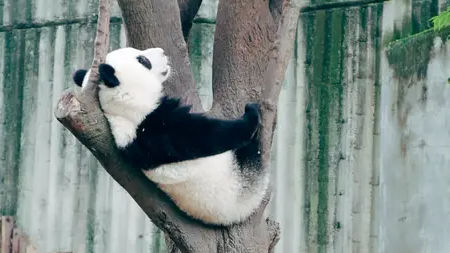 ‘Snack time’: Adorable panda wakes up and rolls over to eat snacks, video viral