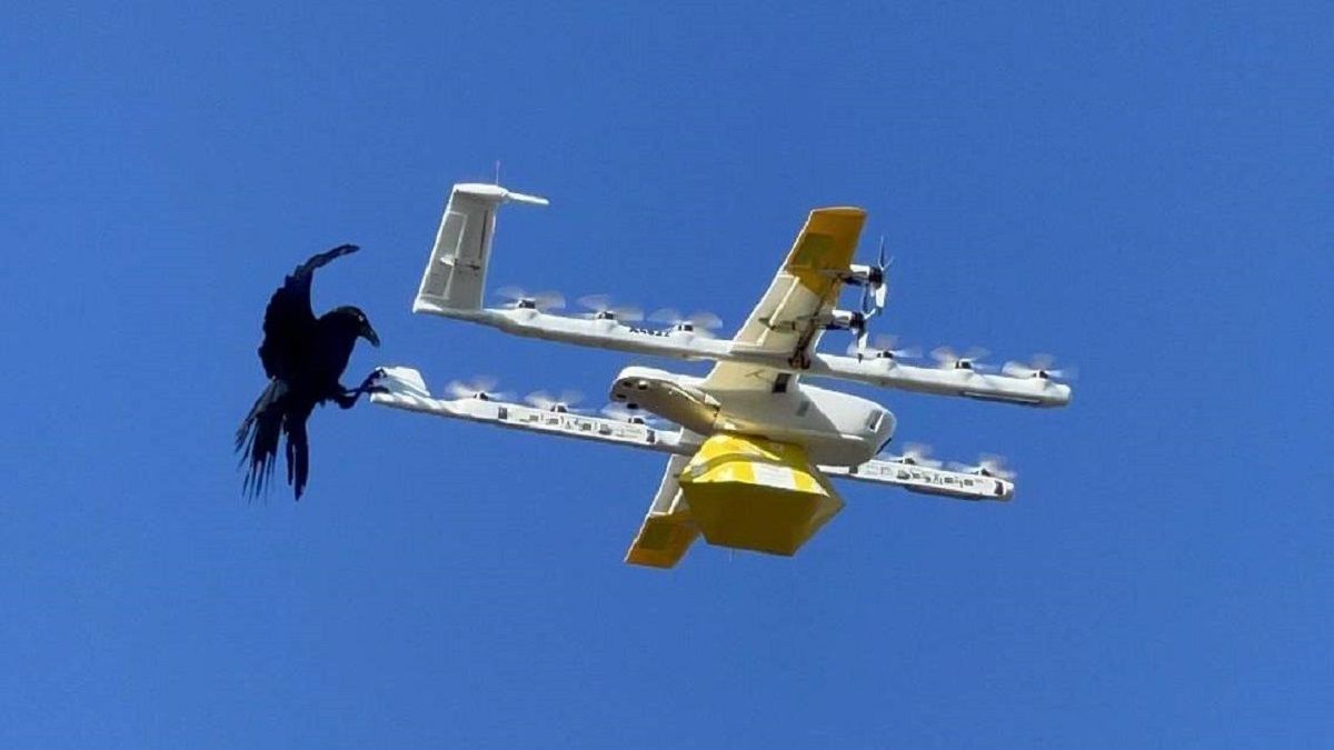 Drone delivering coffee attacked by large raven in Australia