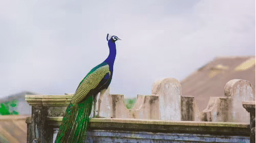 Love you till infinity: Peacock refuses to leave dead partners corpse
