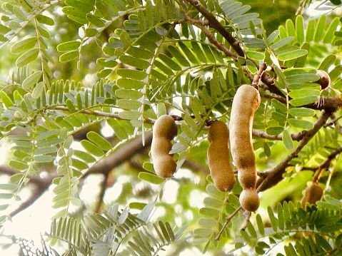 From weight loss to digestion: Health benefits of eating tamarind daily