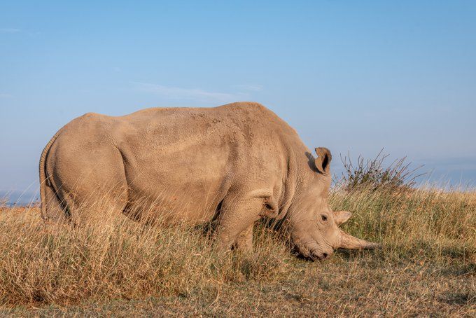 Najin, one of world’s last northern white rhinos, retired from breeding scheme