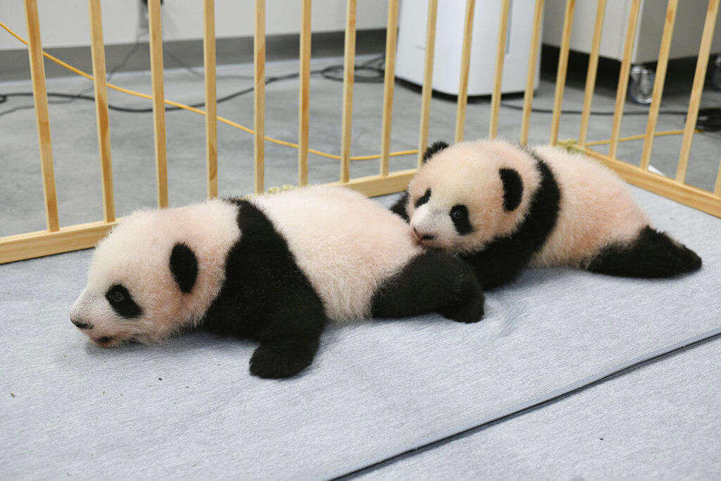 Popular twin pandas at Tokyo’s oldest zoo finally get named