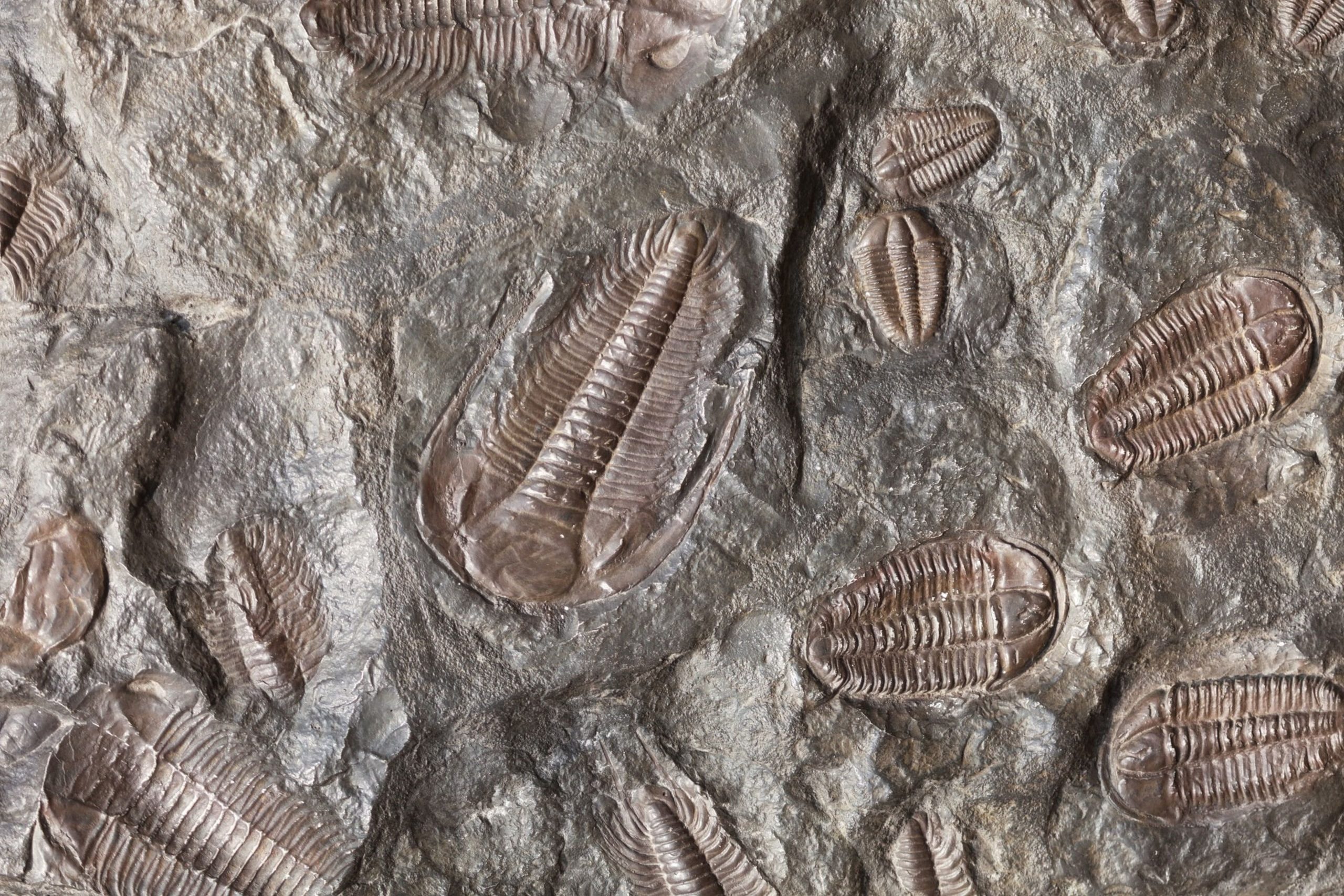 Scientists find largest-ever millipede fossil on UK beach