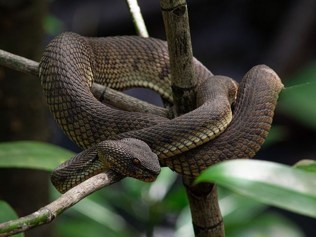 Brazillian snake venom may give a drug against COVID-19: Study