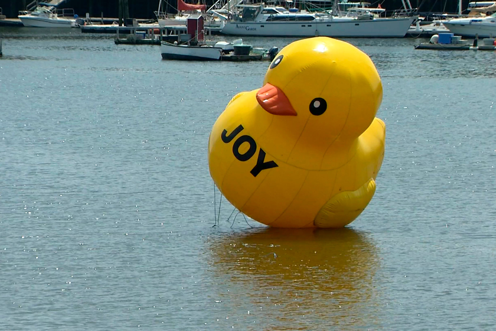 An inflated yellow duck is the ‘Maine’ reason for joy on the internet