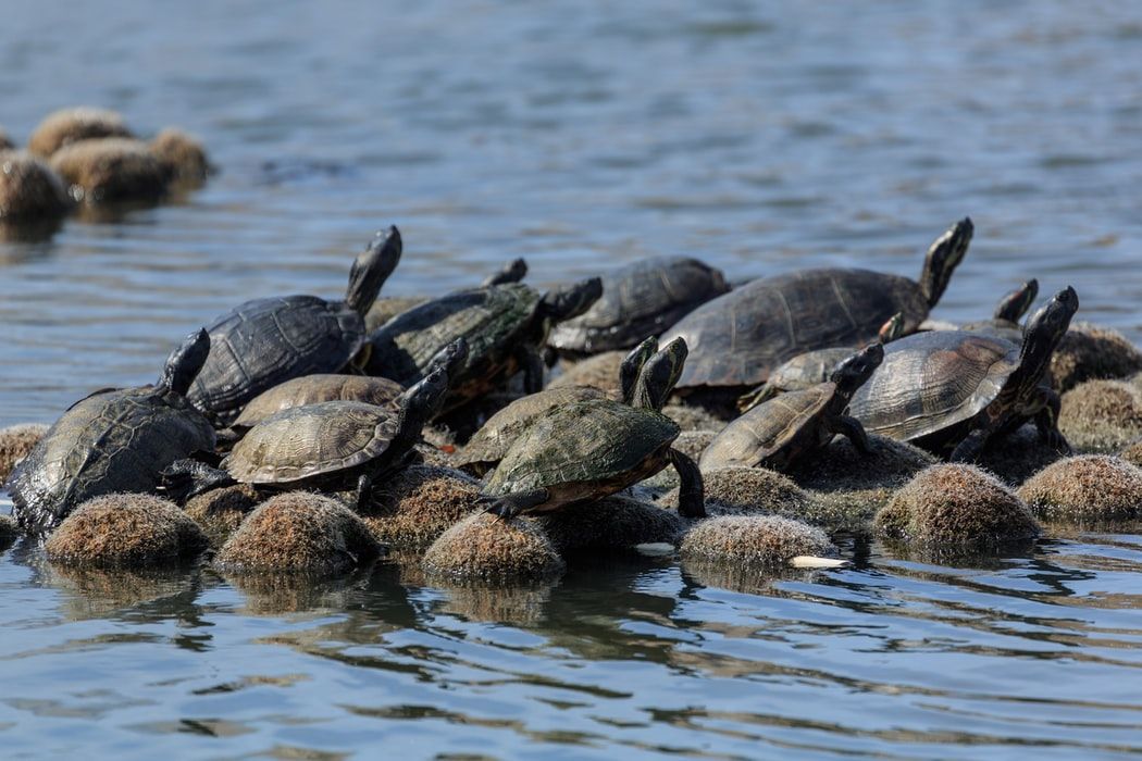 World Turtle Day 2022: All you need to know