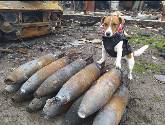 Ukraine thanks service dog Patron for locating over 150 explosives in Russia war
