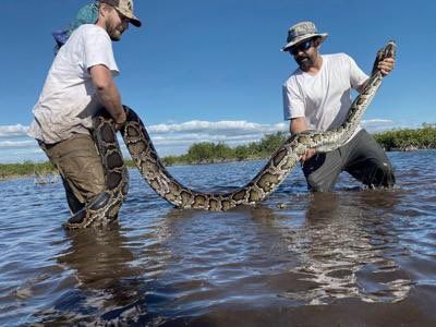 18-foot-long python caught in Florida