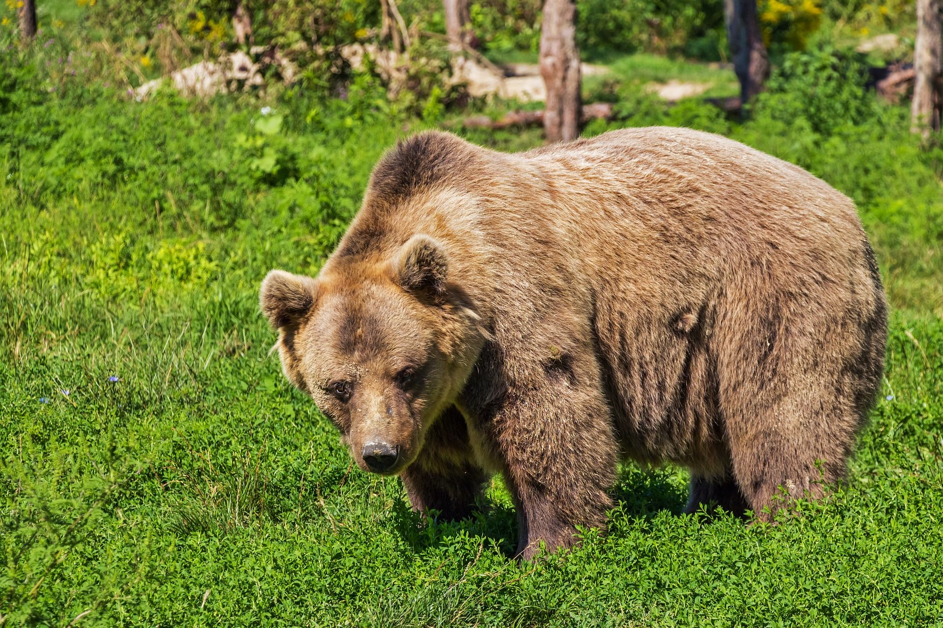 Alaska plane hits a bear while landing, passengers safe
